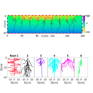 Directional conductivity structure of a simulated root system