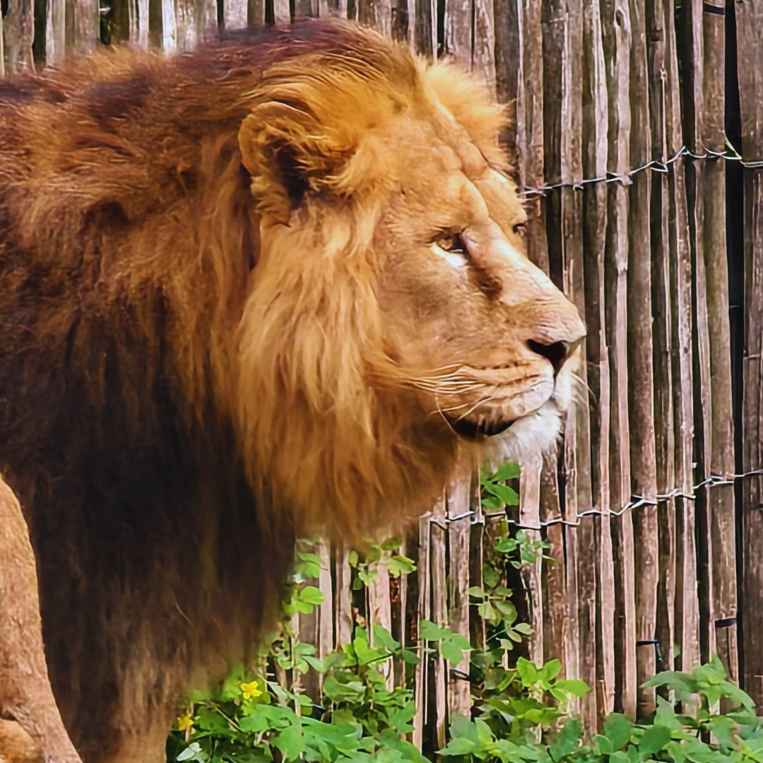 Male Lion at Cologne Zoo