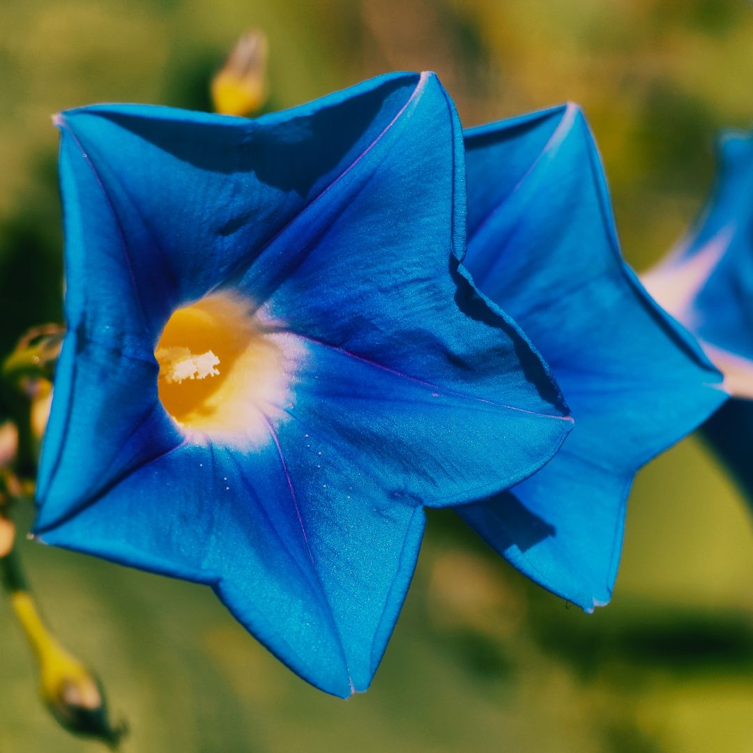 Stunning blue flowers at UAS Campus, Bengaluru